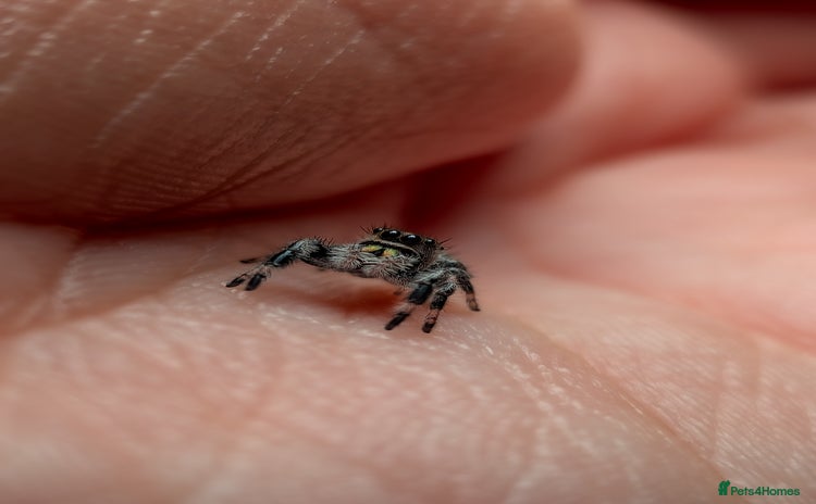 Spiders invertebrates - Advert 2