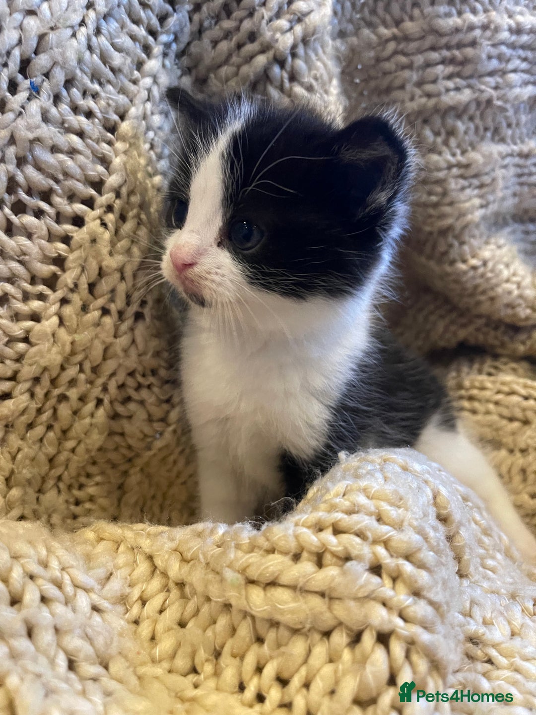 Domestic Shorthair cats for sale: Black & white kittens ready mid jan.  - Advert 5
