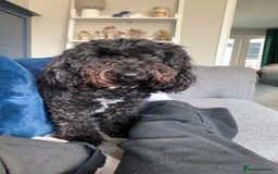 Cockapoo dogs for sale: 2 Year old female Cockapoo looking for a new home. - Image 8