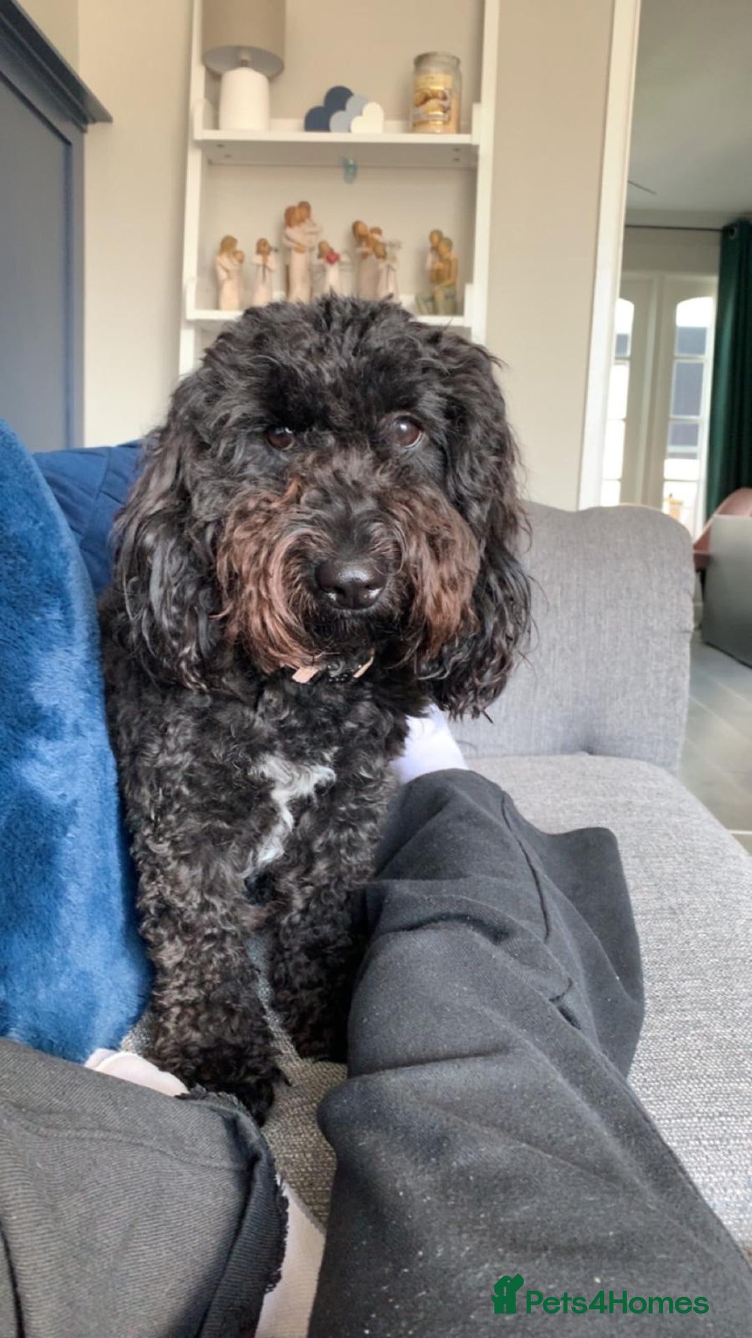 Cockapoo dogs for sale: 2 Year old female Cockapoo looking for a new home. - Image 8