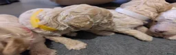 Cockapoo dogs for sale: F1B Cockapoo Puppies | KC Reg. Toy Poodle Dad - Advert 9