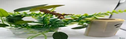 Gecko reptiles for sale: Crested and chahouas geckos - Advert 19