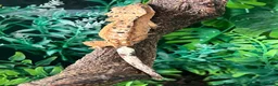 Gecko reptiles for sale: CB26 Super Dalmatian Crested Gecko  in Mansfield - Advert 2