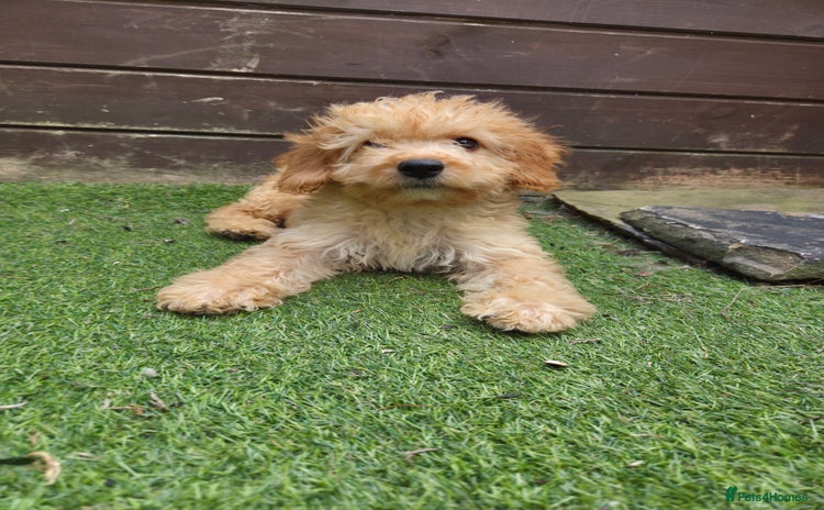 Cockapoo dogs - Advert 4