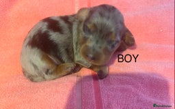 Miniature Dachshund dogs for sale: Long haired Minature Dachshund  - Image 5