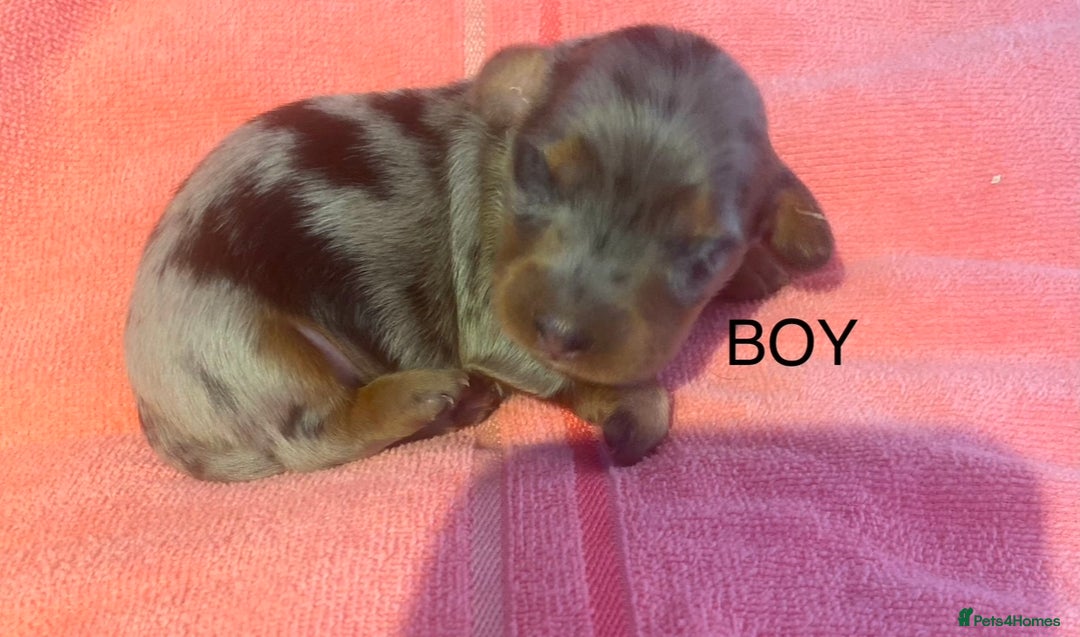 Miniature Dachshund dogs for sale: Long haired Minature Dachshund  - Image 5