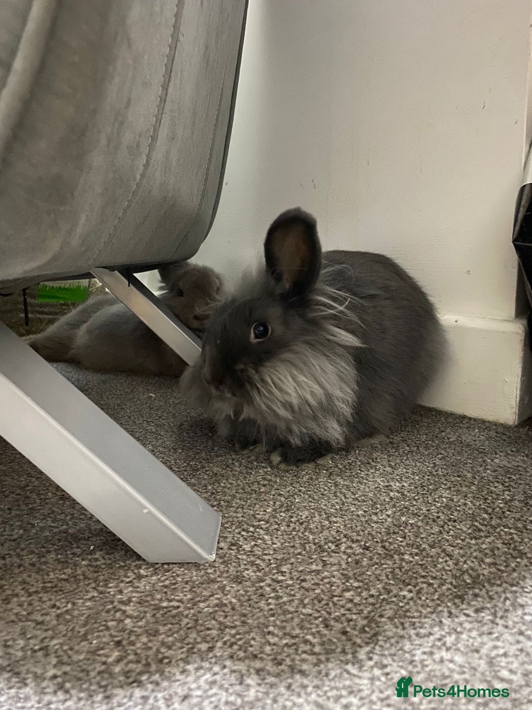 Mixed Breed rabbits for sale: Two rabbits for sale - Advert 6