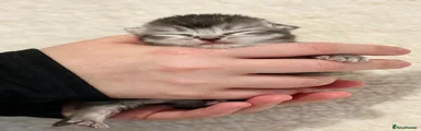 Scottish Fold 3