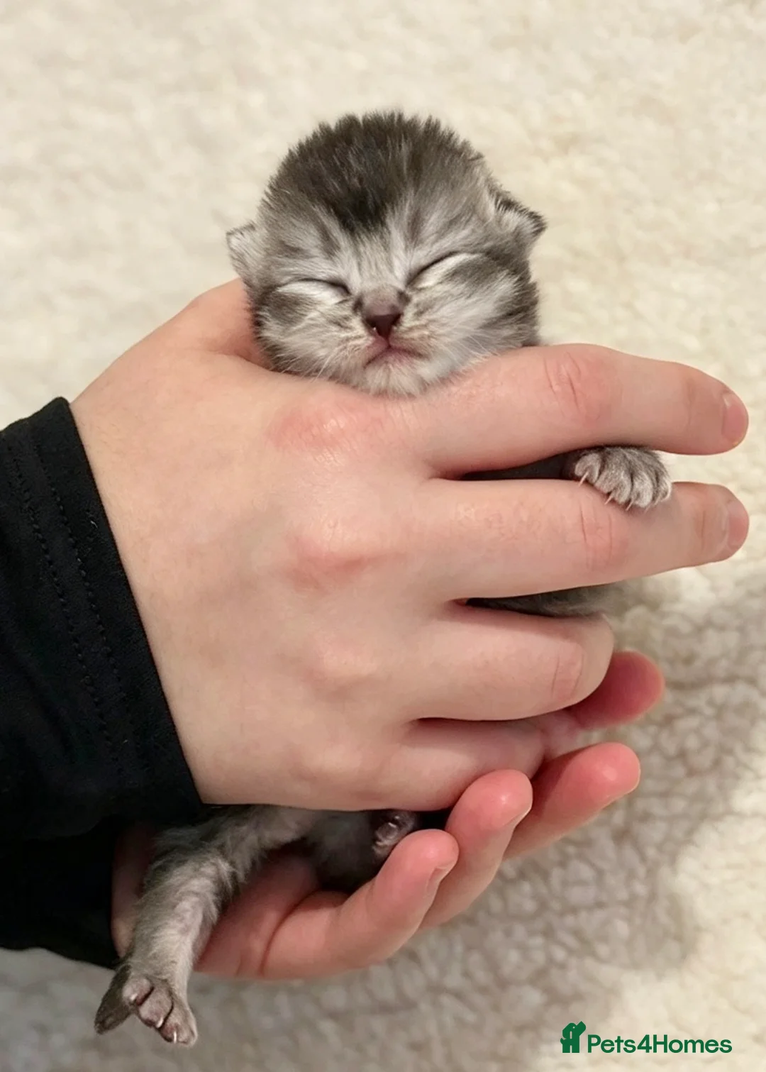 Scottish Fold cats for sale: Scottish fold - Scottish straight  - Advert 2