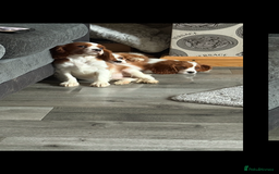 Cavalier King Charles Spaniel dogs for sale: Ready now Kennel club dna  clear cavalier puppies  - Image 24