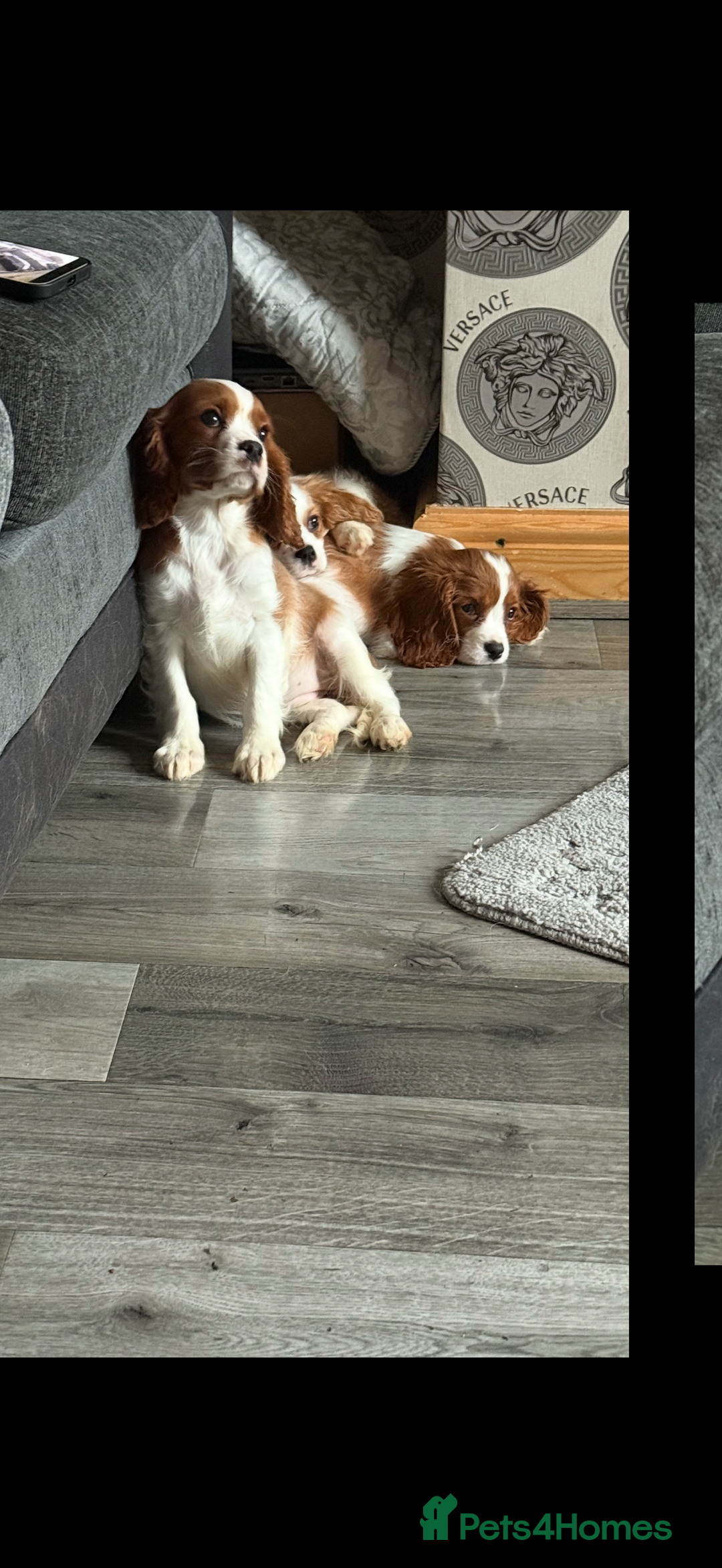 Cavalier King Charles Spaniel dogs for sale: Ready now Kennel club dna  clear cavalier puppies  - Image 24