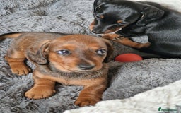 Dachshund dogs for sale: Champion sired, show quality miniature, ready now. - Image 13
