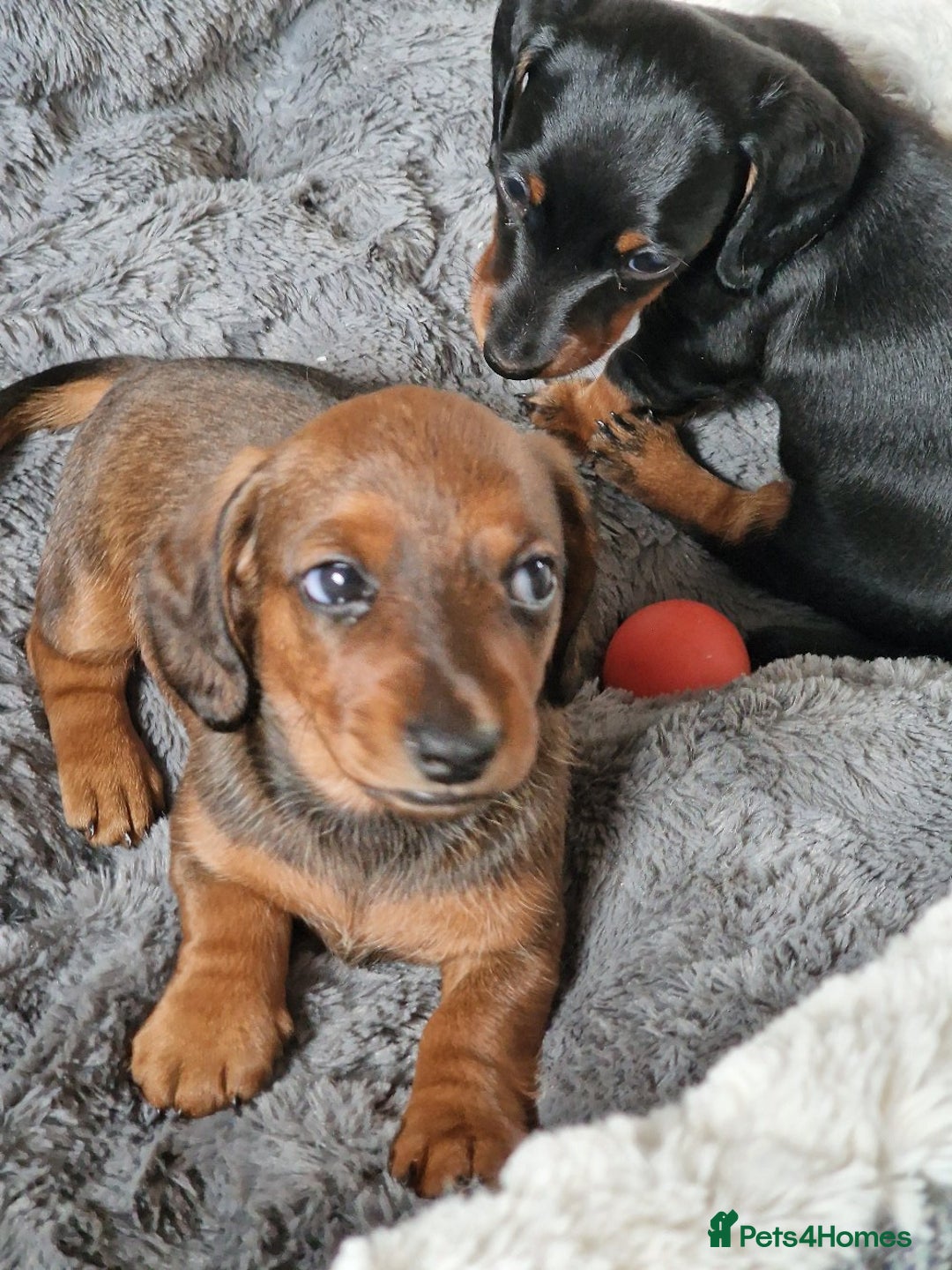 Dachshund dogs for sale: Champion sired, show quality miniature, ready now. - Image 13