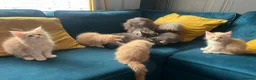 Maine Coon cats for sale: Gccf pedigree Maine coon kittens  - Advert 9