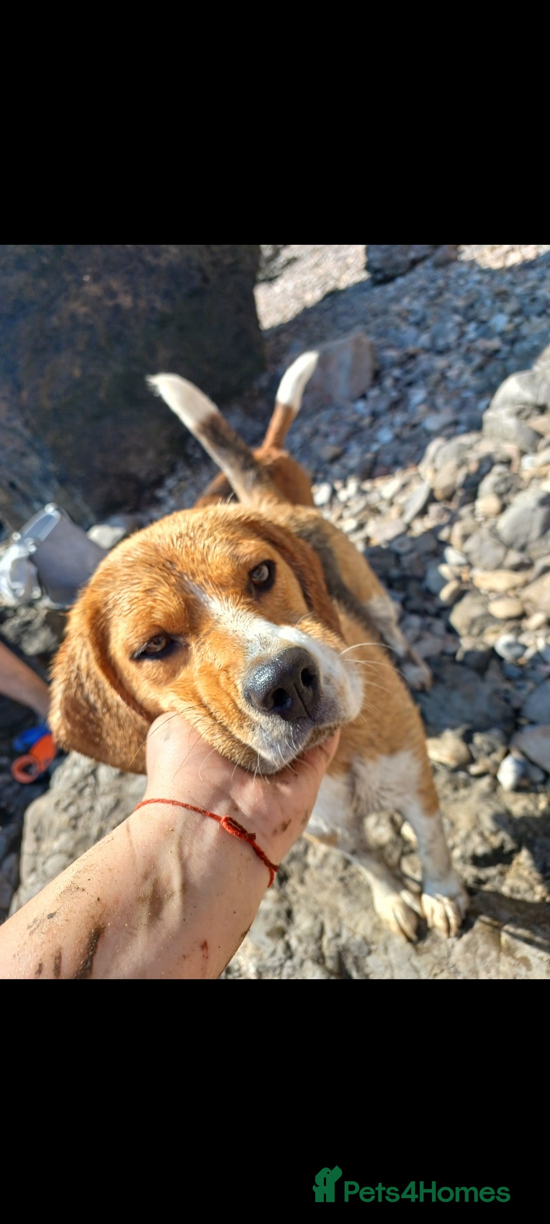 Beagle dogs for sale: Really cute beagle puppies !🐶🐶❤️ - Image 7