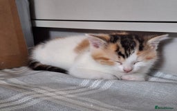 Mixed Breed cats for sale: 3 Adorable Fluffy Kittens - Image 13