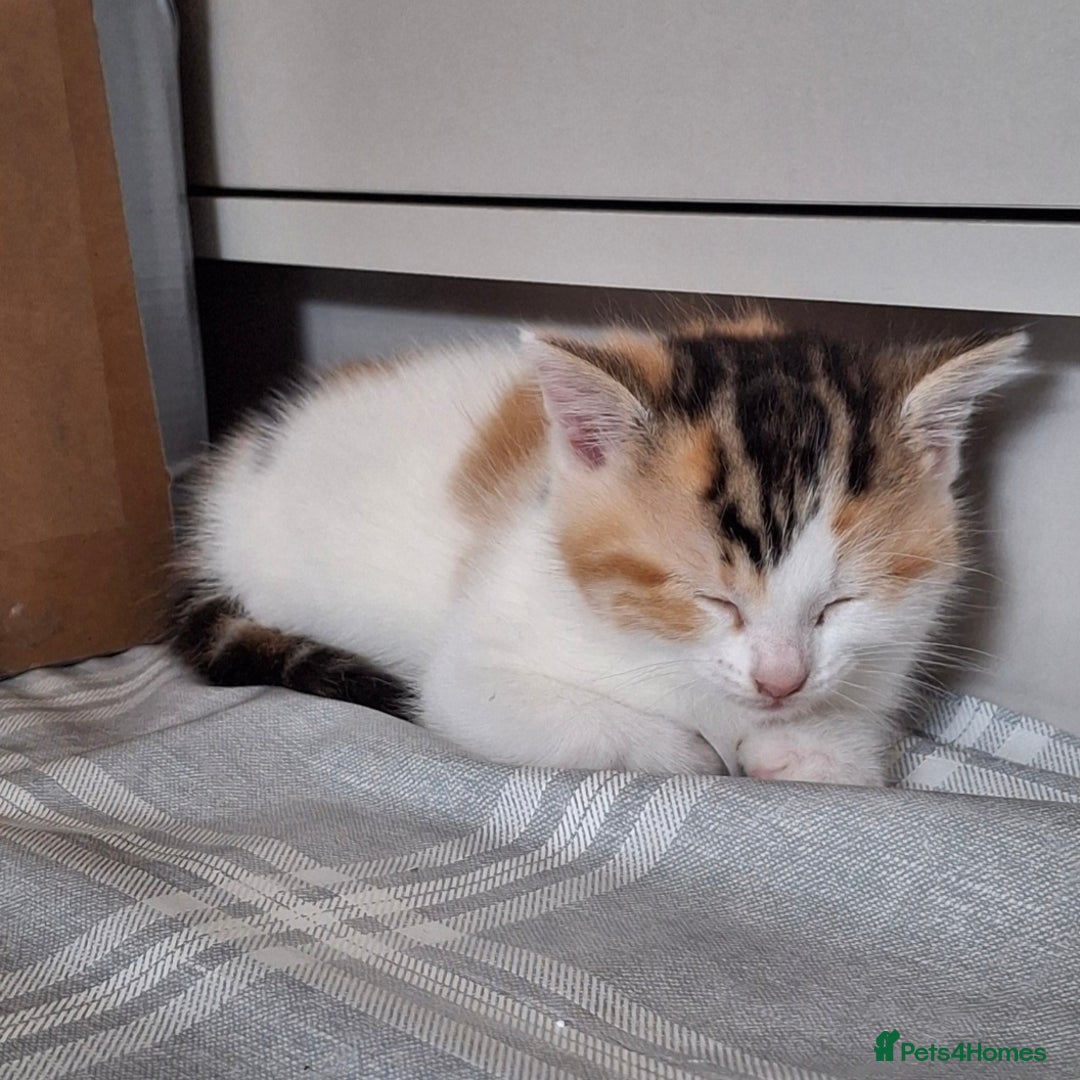 Mixed Breed cats for sale: 3 Adorable Fluffy Kittens - Image 13