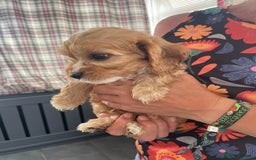 Cavapoo dogs for sale: Cavapoo puppies  - Image 28