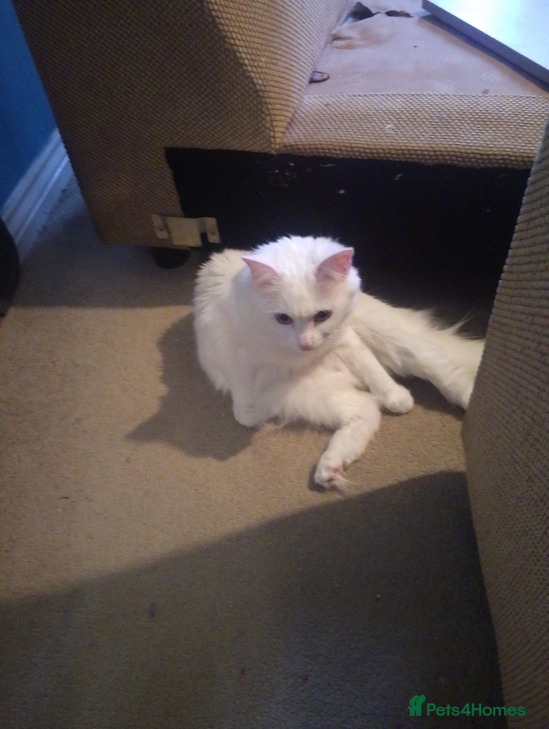 Turkish Angora cats for sale: Turkish angora kittens  - Advert 13