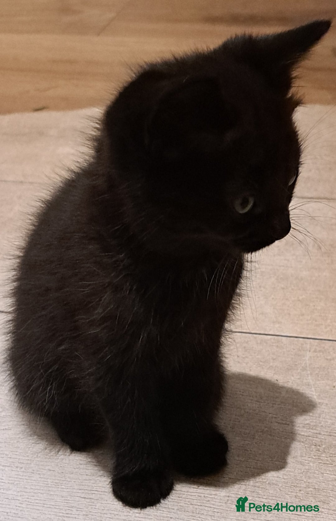 Mixed Breed cats for sale: Gorgeous Cross Kittens 🌟 - Advert 6