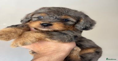Cockapoo dogs - Advert 5