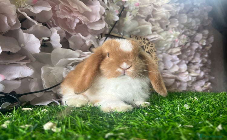 Mini Lop rabbits - Advert 3