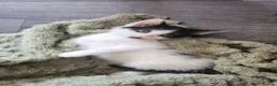 Mixed Breed cats for sale: Beautiful kittens  - Advert 2
