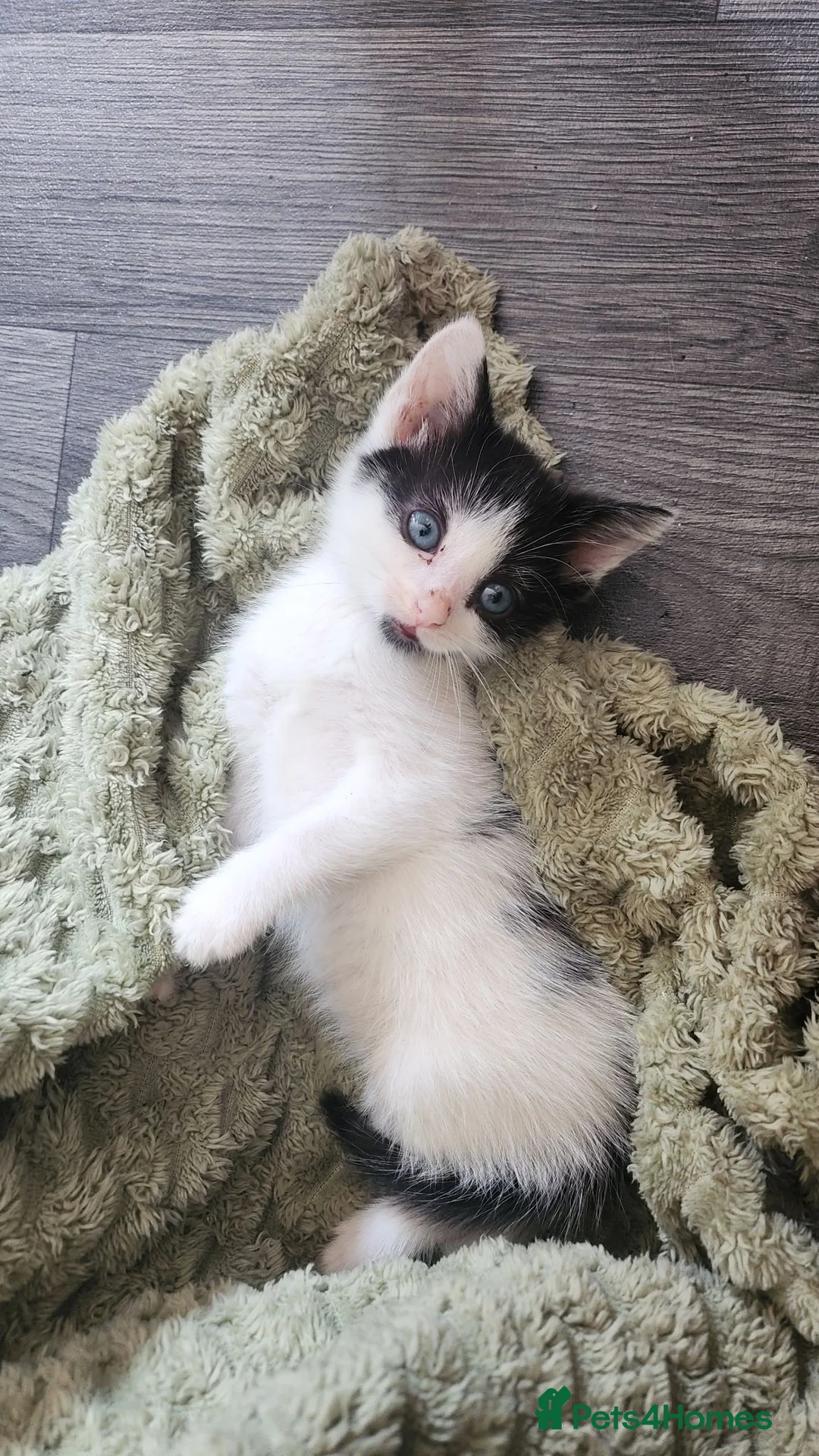 Mixed Breed cats for sale: Beautiful kittens  - Advert 2