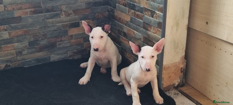 English Bull Terrier dogs - Advert 3