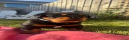 Rottweiler dogs for sale: Rottweiler Puppies  - Advert 6