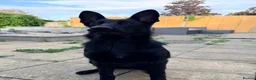 German Shepherd dogs for sale: Blaze  - Advert 10