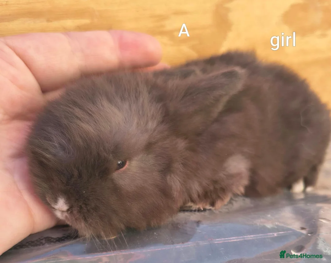 Mini Lop rabbits for sale: Mini lop babies - Advert 9