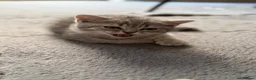 British Shorthair cats for sale: British Shorthair Boy Kitten 💙 - Advert 4