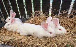 New Zealand rabbits for sale: Rabbit - Image 1