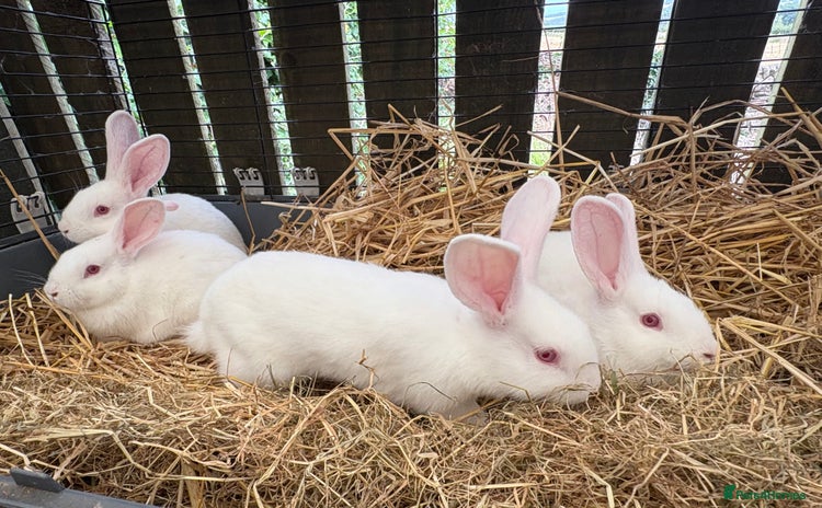 New Zealand rabbits - Advert 4