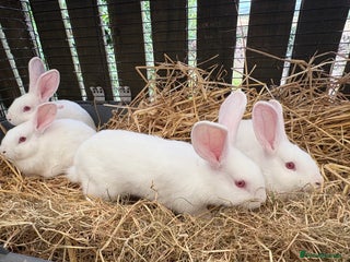 New Zealand rabbits - Advert 15