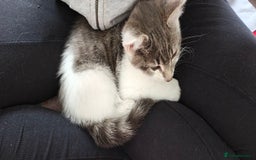 Ragdoll cats for sale: Loving, beautiful half ragdoll, bengal cross girl - Image 7