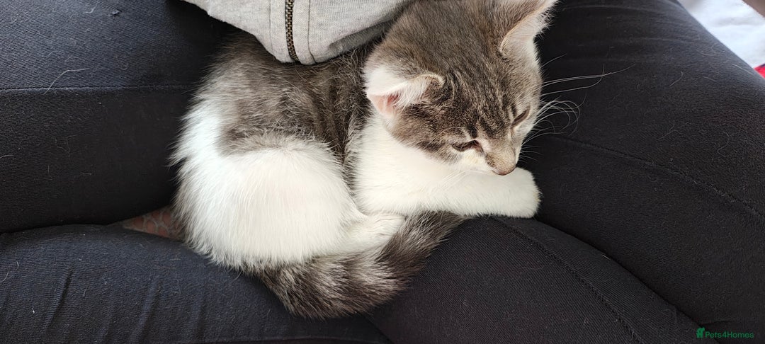 Ragdoll cats for sale: Loving, beautiful half ragdoll, bengal cross girl - Image 7
