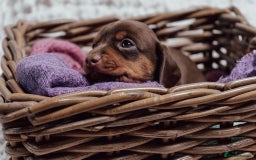 Miniature Dachshund dogs for sale: Daschund pups chocolate and chocolate dapple - Image 7