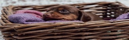 Miniature Dachshund dogs for sale: Chocolate dachshund girls  - Advert 16