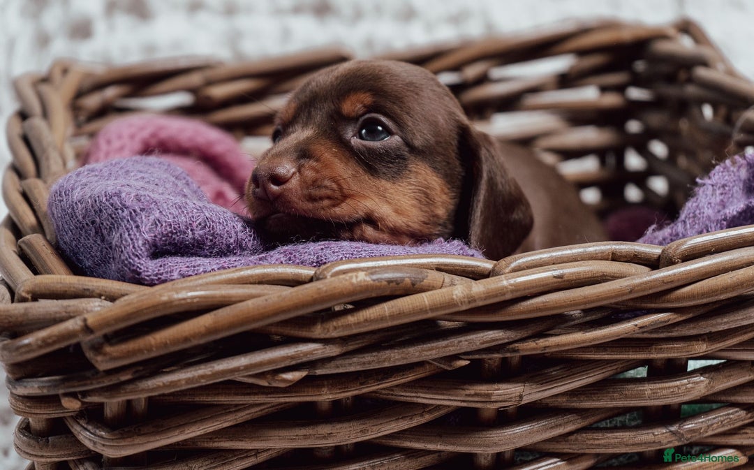 Miniature Dachshund dogs for sale: Daschund pups chocolate and chocolate dapple - Image 7