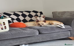 Mixed Breed dogs for sale: 2 dogs for rehoming  - Image 5