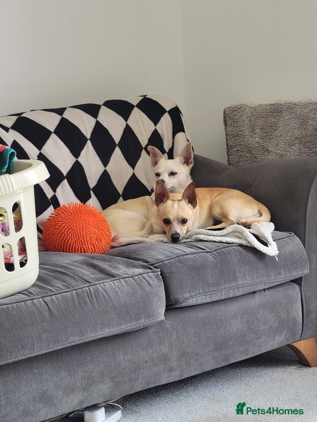 Mixed Breed dogs for sale: 2 dogs for rehoming  - Image 5