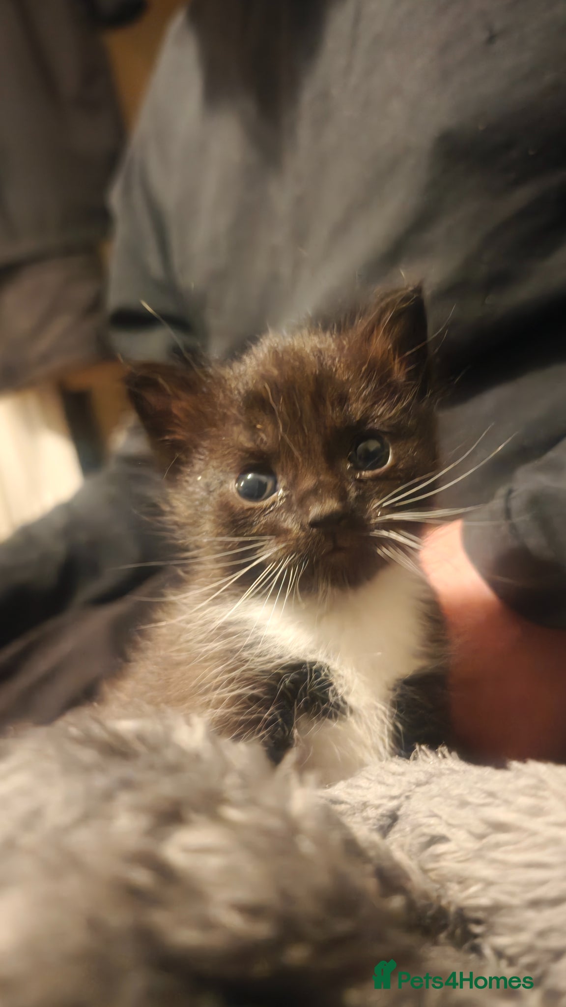 Mixed Breed cats Beautiful Snowshoe X Ragdoll Kittens - Advert 1
