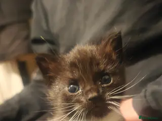 Mixed Breed cats Beautiful Snowshoe X Ragdoll Kittens - Advert 1