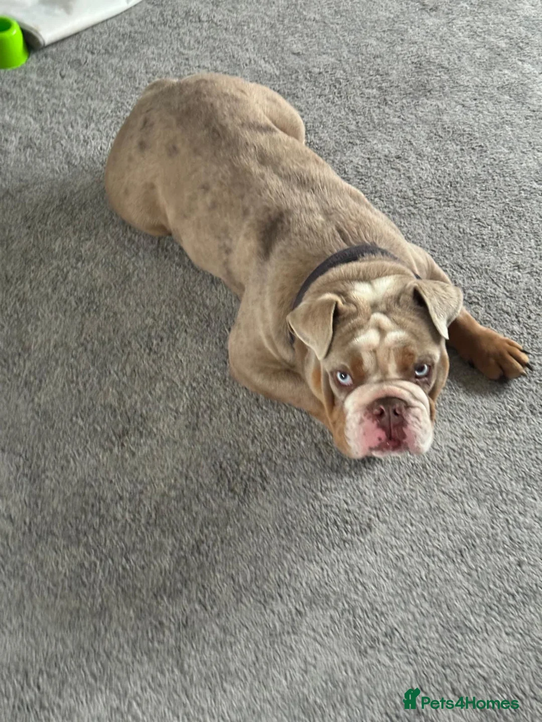 English Bulldog dogs for sale: 2 year old male english bulldog  - Advert 2