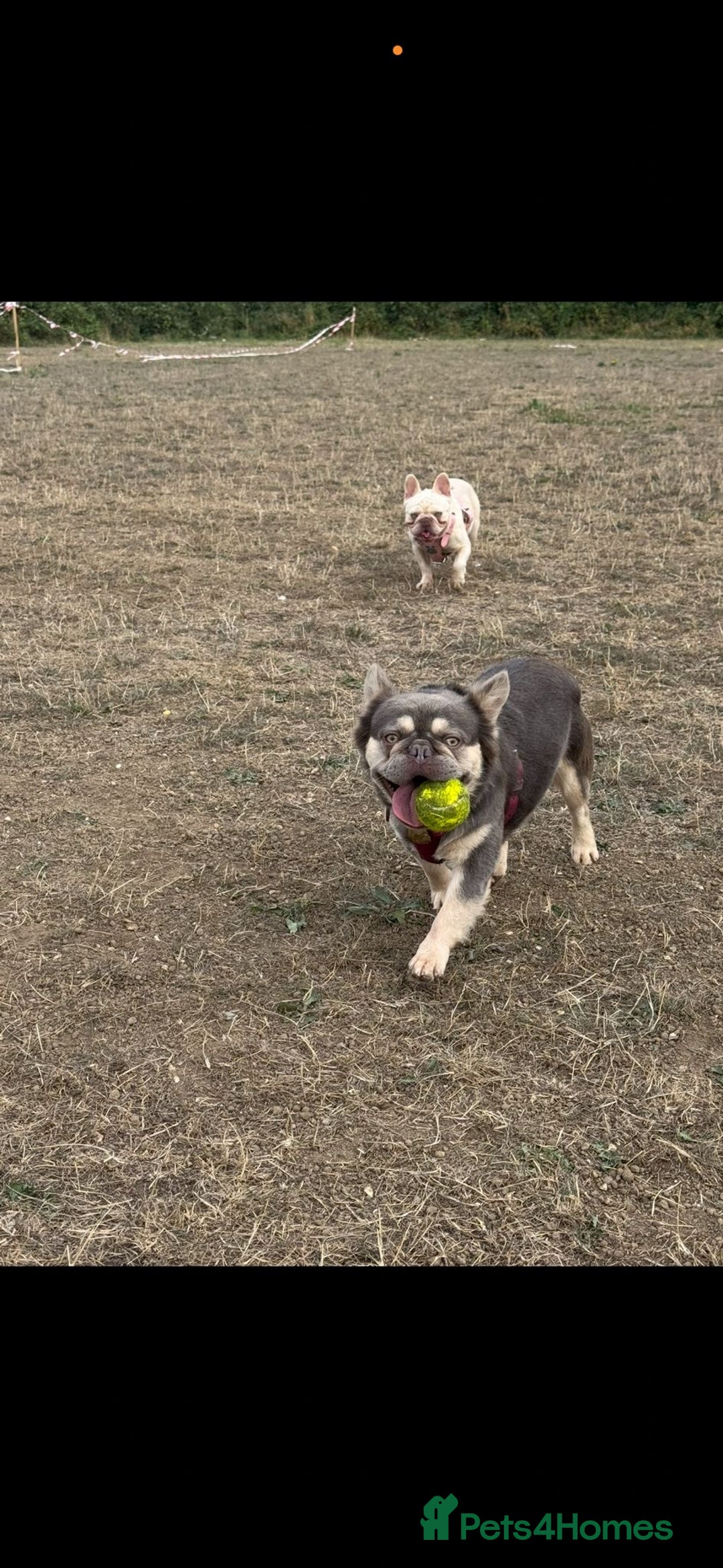 French Bulldog dogs for sale: Fluffy French bulldog 10wks old - Advert 8
