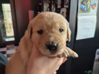 Golden Retriever dogs 8 beautiful GR - Advert 4