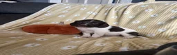 English Springer Spaniel dogs for sale: Springer spaniel pups  - Advert 7