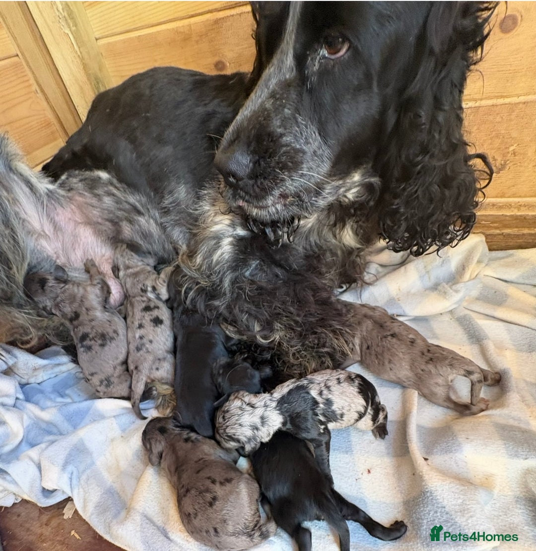 Cockapoo dogs for sale: Cockapoo puppies  - Advert 1